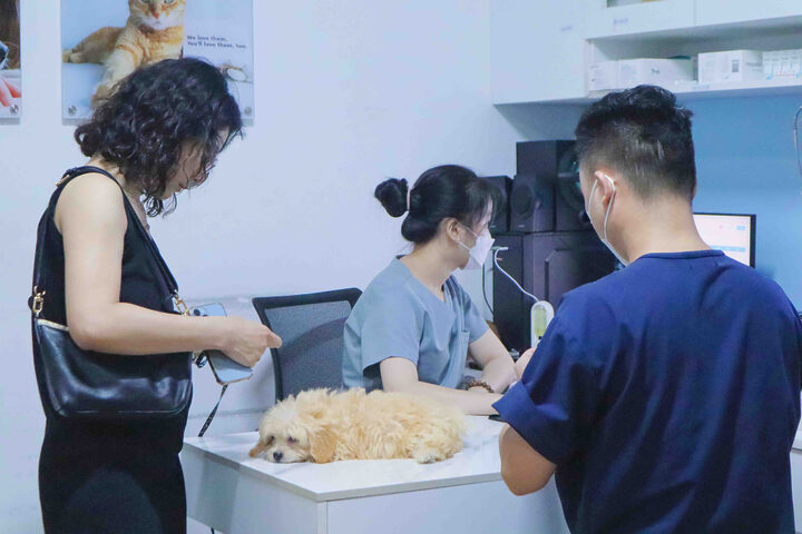 Rối loạn nội tiết tố là một nguyên nhân khiến chó cái bị chảy máu ở bộ phận sinh dục