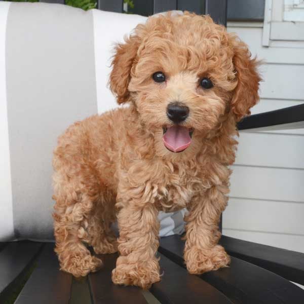 Chó Poodle Chân Ngắn: Đặc Điểm, Cách Chăm Sóc Và Giá Cả Chi Tiết Giá cả và nơi mua chó Poodle chân ngắn