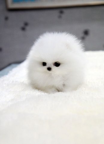 Samoyed trắng muốt, một trong những hình ảnh chó đẹp nhất thế giới với vẻ ngoài quý phái và bộ lông dày mượt