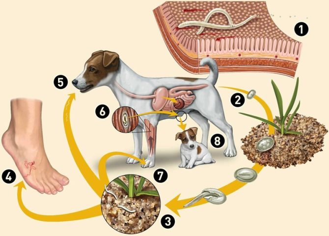 Chó Mẹ Cho Con Bú: Hướng Dẫn Chăm Sóc Toàn Diện và Phòng Ngừa Sán Chó