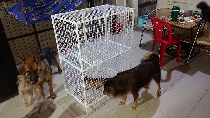 Sắt lưới có độ bền cao được dùng nhiều để làm chuồng chó, đảm bảo an toàn cho thú cưng