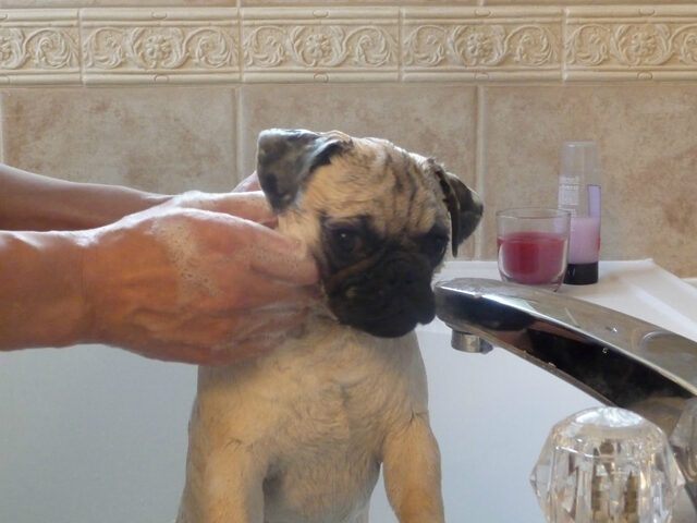 Sát xa phòng tắm cho pug bị rụng lông