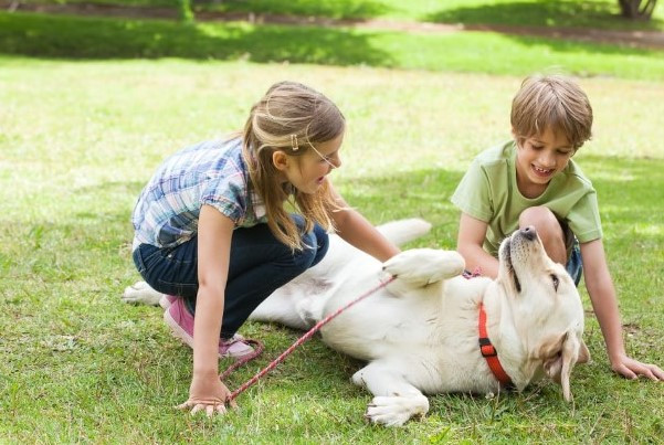 Cách chăm sóc chó con nhanh lớn và khỏe mạnh toàn diện