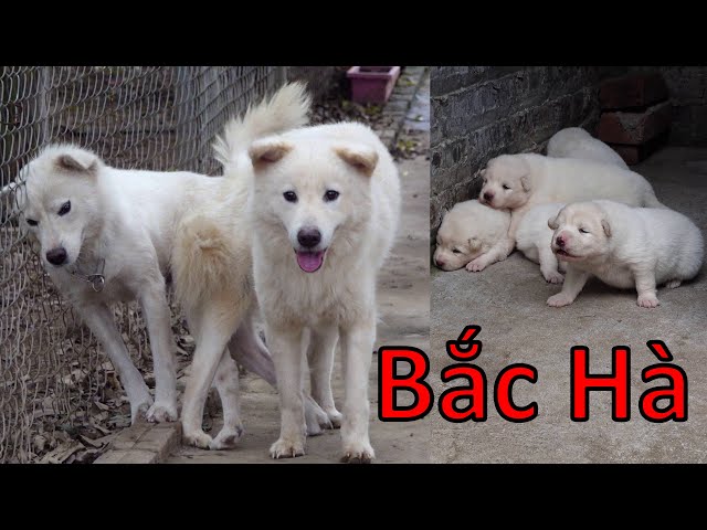 Chó Bắc Hà Xù Trắng: Đặc Điểm, Nguồn Gốc và Cách Nuôi Chi Tiết