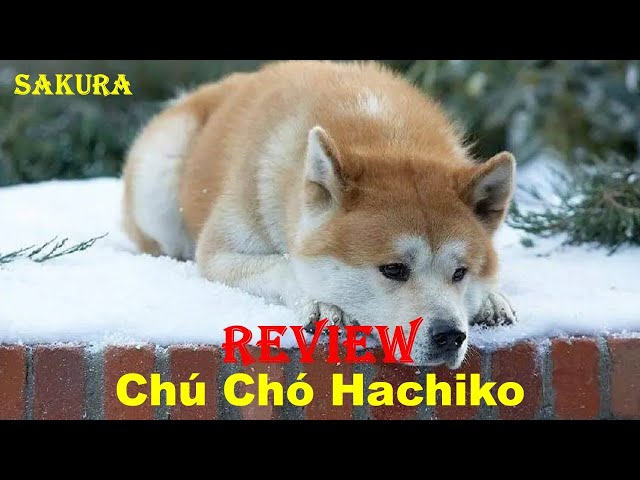 Phim Chú Chó Hachiko Vietsub: Câu Chuyện Vượt Thời Gian