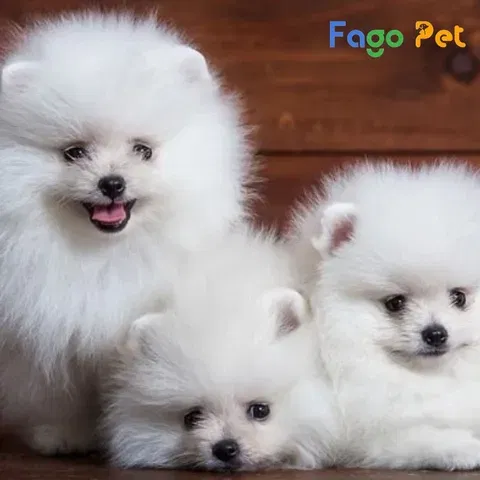 Quy trình cách phối giống chó Phốc Sóc thành công Quy trình cách phối giống chó Phốc Sóc thành công