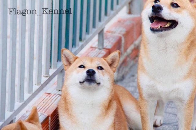 Shiba Inu đáng yêu, thông minh với bản năng bảo vệ chủ dù không phải chó vệ sĩ