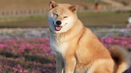 Shiba Inu với nụ cười đặc trưng và vẻ ngoài dễ thương, một trong những hình ảnh chó đẹp nhất thế giới được yêu mến