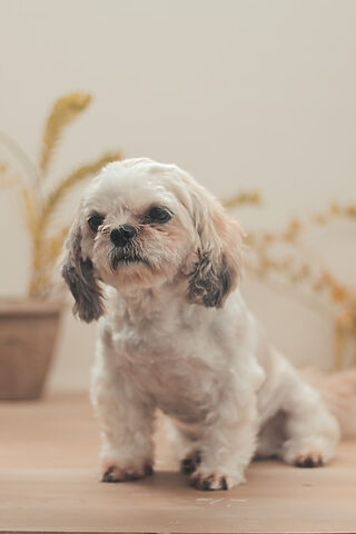 Shih Poo ngơ ngác trong nhà