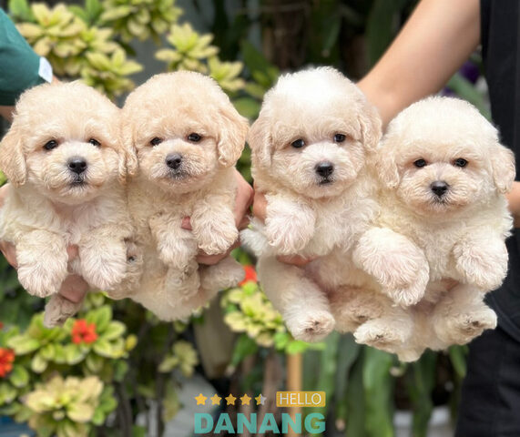 Shop Chó Cảnh Đẹp là địa chỉ bán chó Đà Nẵng uy tín với hơn 10 năm kinh nghiệm