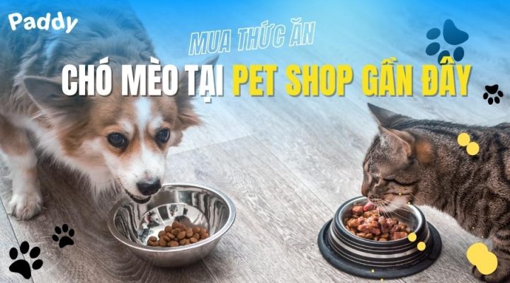 shop chó mèo gần đây với đa dạng sản phẩm cho thú cưng