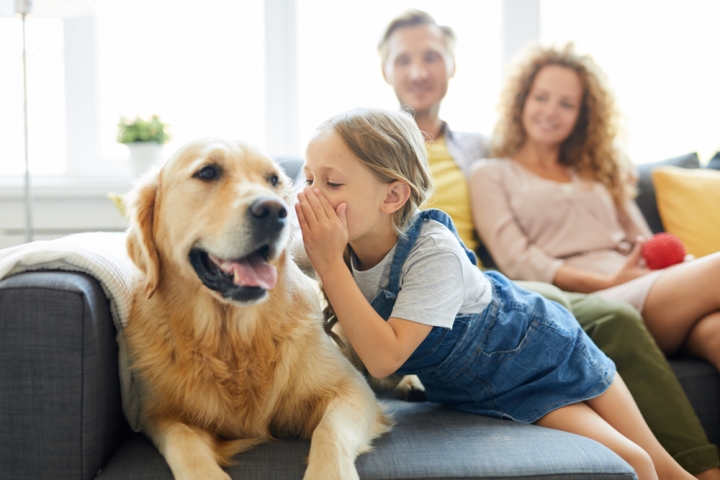 Chó có hiểu tiếng người không: Giải mã khả năng giao tiếp của bạn thân - image 1