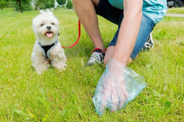 Chó Đi Ngoài Ra Máu: Nguyên Nhân, Cách Xử Lý & Phòng Ngừa Hiệu Quả