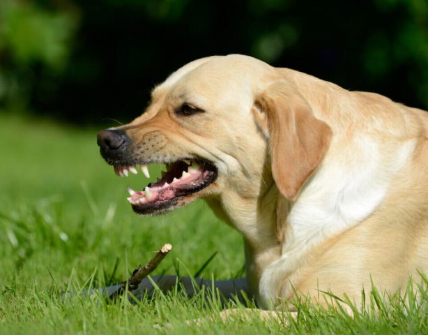 Chó Bị Chấn Thương Sọ Não: Dấu Hiệu, Xử Lý Và Chăm Sóc Đúng Cách