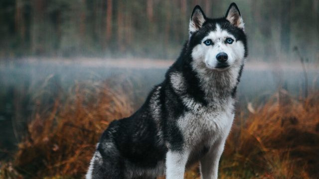 Siberian Husky với đôi mắt xanh cuốn hút, thông minh và thân thiện nhưng vẫn có bản năng bảo vệ