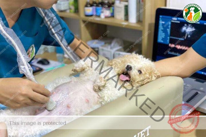 Siêu Âm Thai Cho Chó: Hướng Dẫn Chi Tiết Từ A Đến Z
