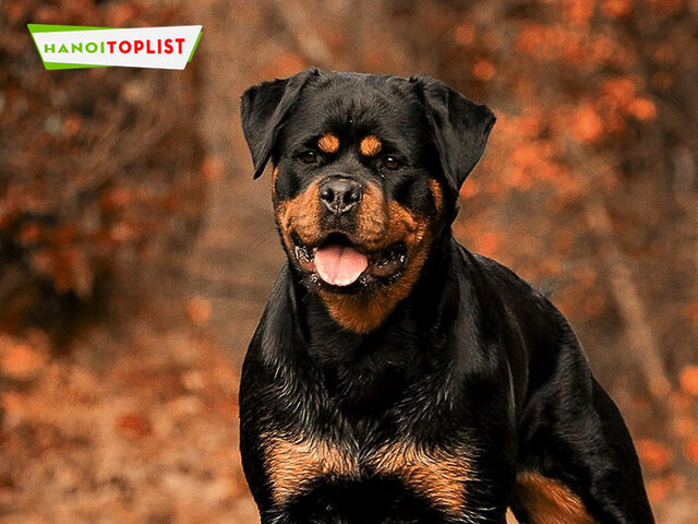 Siêu Pet - điểm đến uy tín để tìm chó Rottweiler giá rẻ Hà Nội