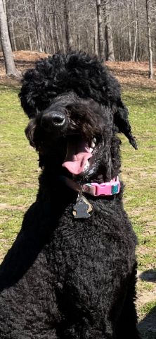 Khử Mùi Hôi Cho Chó Poodle: Hướng Dẫn Toàn Diện Từ A Đến Z