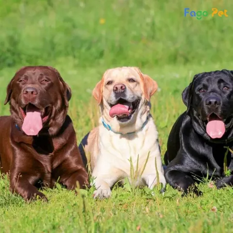 Cách Huấn Luyện Chó Labrador Hiệu Quả Từ Cơ Bản Đến Nâng Cao
