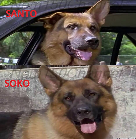 Soko, chú chó đóng thế cho Rex chú chó thám tử trong các cảnh hành động nguy hiểm