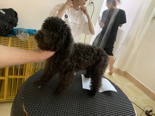 Spa Chó Mèo Hà Đông - Pet Mart với chú chó được chải lông cẩn thận