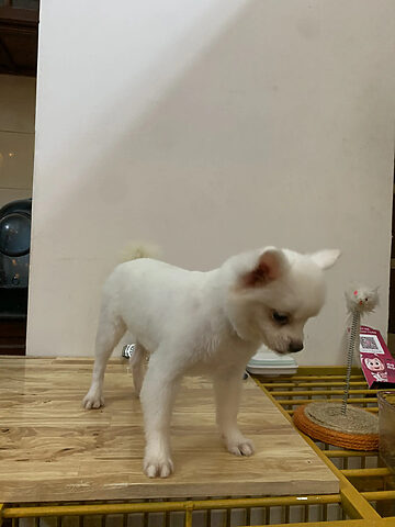 Spa Chó Mèo Hà Đông - Queen Pet Shop chăm sóc chú chó nhỏ
