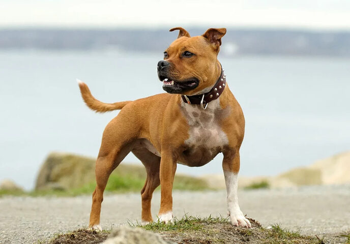 Hướng Dẫn Chi Tiết Cách Chăm Sóc Chó Pitbull Toàn Diện