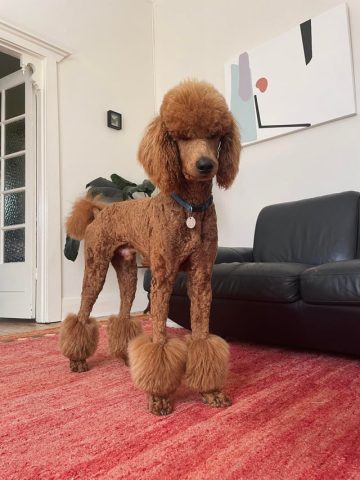 Kinh nghiệm chăm sóc chó Poodle toàn diện từ A đến Z