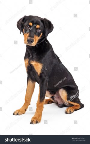 Hình Ảnh Chó Rottweiler Con: Hướng Dẫn Chăm Sóc Toàn Diện