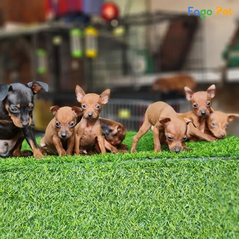 Sử dụng phần thưởng để khích lệ chó phốc hươu trong huấn luyện