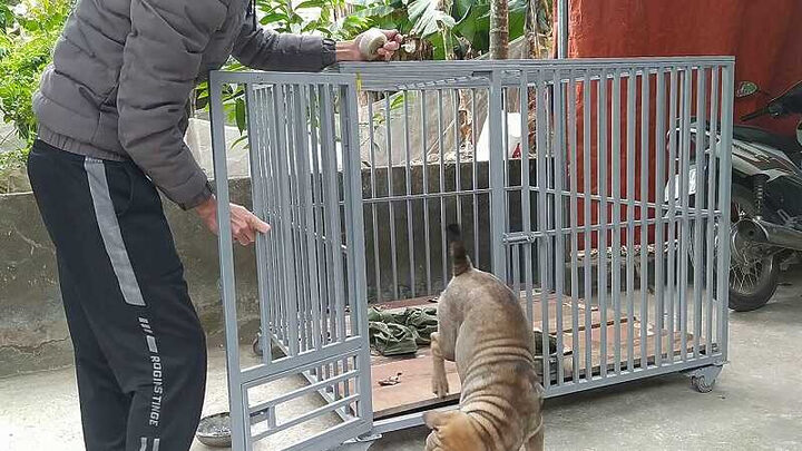 Sử dụng sắt hộp làm chuồng chó cho tuổi thọ lâu bền, phù hợp với việc nuôi chó lâu dài