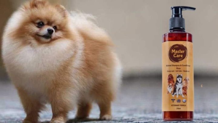 Bí Quyết Chọn Sữa Tắm Cho Chó Phốc Sóc: Sạch Thơm, Khỏe Lông Toàn Diện Bí Quyết Chọn Sữa Tắm Cho Chó Phốc Sóc: Sạch Thơm, Khỏe Lông Toàn Diện