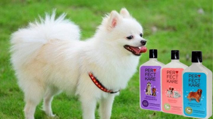 Sữa Tắm Cho Chó Phốc: Hướng Dẫn Chọn & Top Sản Phẩm Tốt Nhất