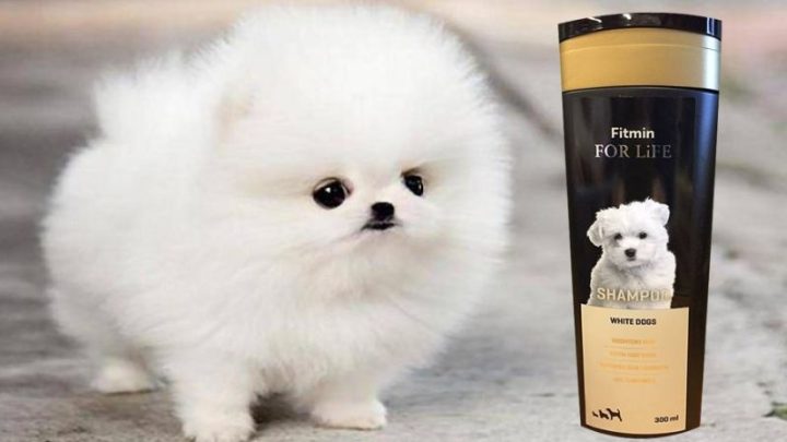 Sữa Tắm Cho Chó Phốc: Hướng Dẫn Chọn & Top Sản Phẩm Tốt Nhất