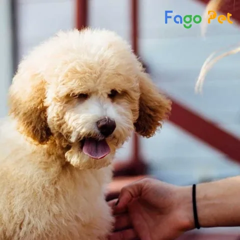 Hình ảnh khớp khuỷu của chó Poodle bị ảnh hưởng bởi loạn sản xương