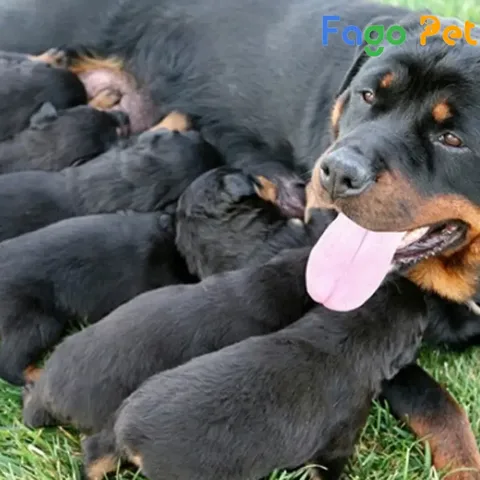 Fago Pet - địa chỉ uy tín cung cấp chó Rottweiler con 2 tháng tuổi chất lượng