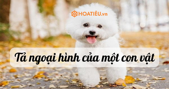 Tả ngoại hình của con chó: Hướng dẫn chi tiết từ A đến Z