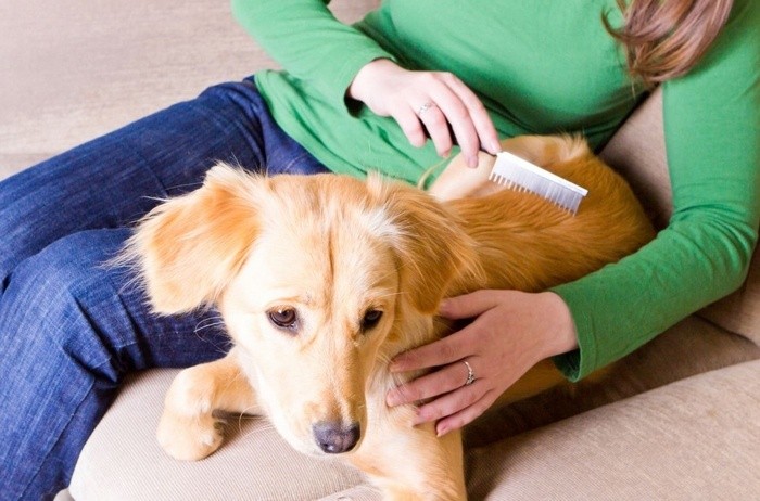 Lông Chó Có Hại Không? Phân Tích Chuyên Sâu & Giải Pháp An Toàn