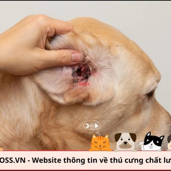 Vệ Sinh Tai Cho Chó Poodle: Hướng Dẫn Chi Tiết Và Lợi Ích Chăm Sóc Câu hỏi thường gặp về vệ sinh tai cho chó Poodle
