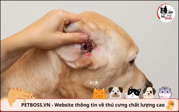 Tai chó Poodle bị viêm nhiễm, sưng đỏ và có dịch