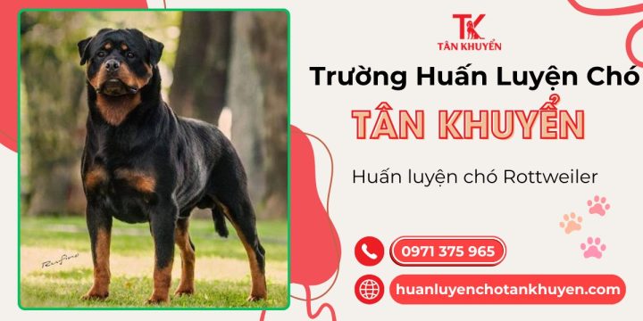 Huấn Luyện Chó Rottweiler Con Hiệu Quả Từ A Đến Z