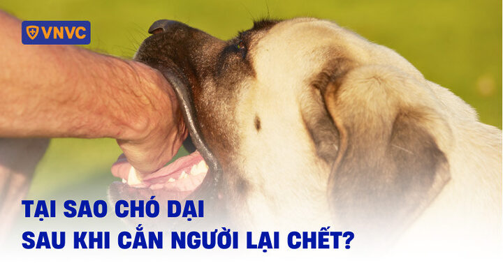 tại sao chó dại sau khi cắn người lại chết
