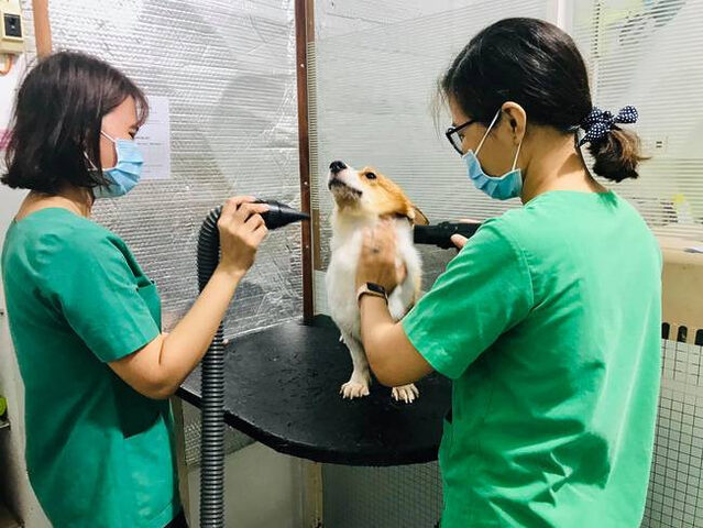 Tắm chó giá rẻ TPHCM: Quy trình sấy khô lông chó tại Petcare An Việt