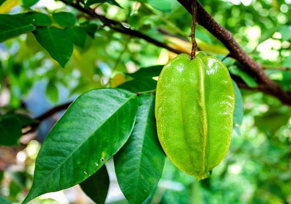 Chó Bị Viêm Da Tắm Lá Gì? Giải Pháp Tự Nhiên Hiệu Quả