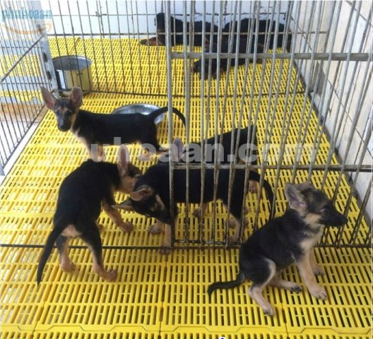 Tấm Nhựa Lót Sàn Chuồng Chó HCM: Giải Pháp Sạch Sẽ, Bền Bỉ