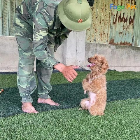 Tầm quan trọng của việc huấn luyện chó Poodle đối với hành vi và mối quan hệ chủ tớ