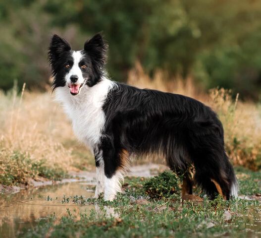 Thân hình cân đối, năng động của chó Border Collie, loài chó chăn cừu thông minh