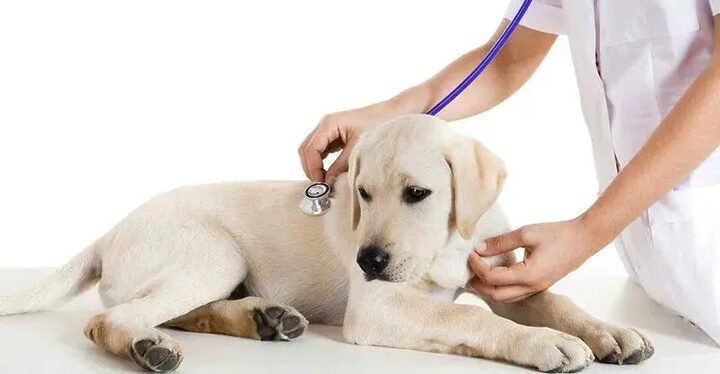 Theo dõi các biểu hiện của chó là cần thiết để chăm sóc chó sau tiêm phòng