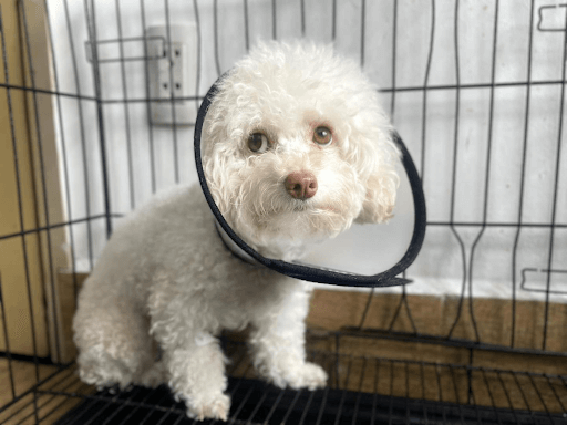 Theo dõi và chăm sóc chó mèo sau khi truyền dịch