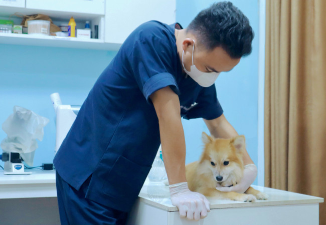 Thời điểm lý tưởng để triệt sản chó cái